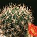 Lobivia acanthoplegma-569