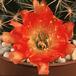 Lobivia acanthoplegma-570