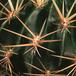 Lobivia acanthoplegma-571