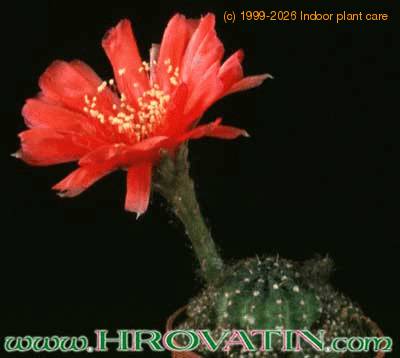 Lobivia arachnacantha v densiseta 250