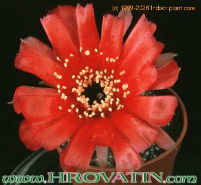 Lobivia arachnacantha v densiseta flower 251