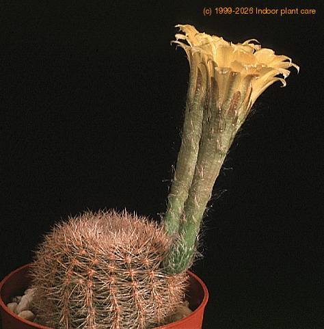 Lobivia aurea v quinesensis-857