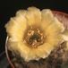 Lobivia aurea v quinesensis-858