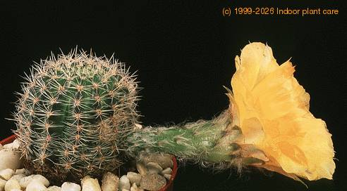 Lobivia famatimensis-572