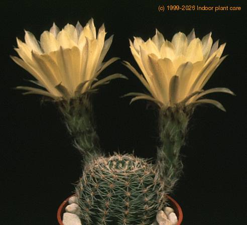 Lobivia famatimensis-5720