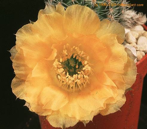 Lobivia famatimensis-573