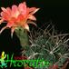 Lobivia haematantha v hualfinensis 339