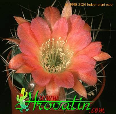 Lobivia haematantha v hualfinensis flower 340