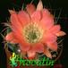 Lobivia haematantha v hualfinensis flower 340