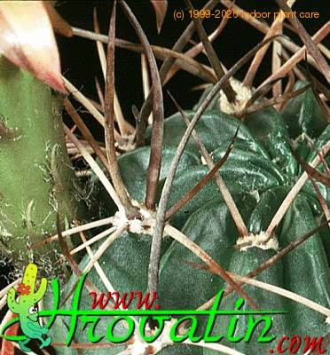 Lobivia haematantha v hualfinensis thorn 341