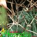 Lobivia haematantha v hualfinensis thorn 341