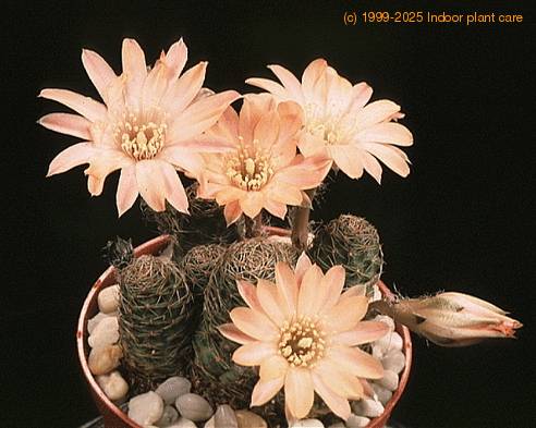Lobivia hybrid-797