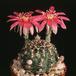 Lobivia pusilla-896
