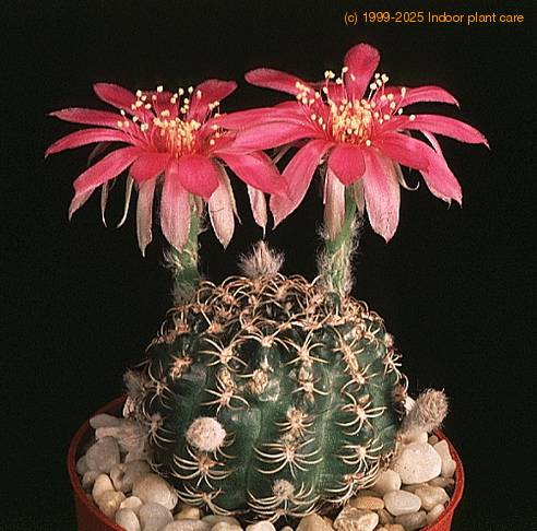 Lobivia pusilla-896