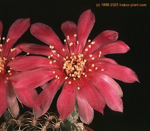 Lobivia pusilla-897