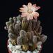 Lobivia pygmaea SIb
