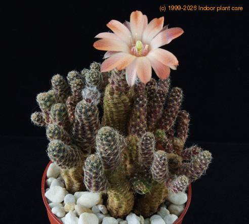 Lobivia pygmaea SIb