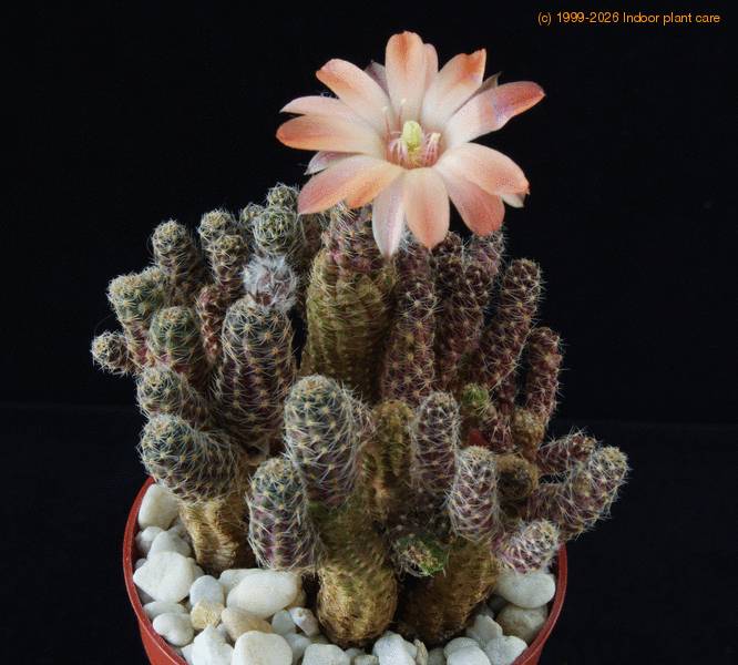 Lobivia pygmaea - Rebutia pygmaea, Echinopsis pygmaea, Rebutia haagei care