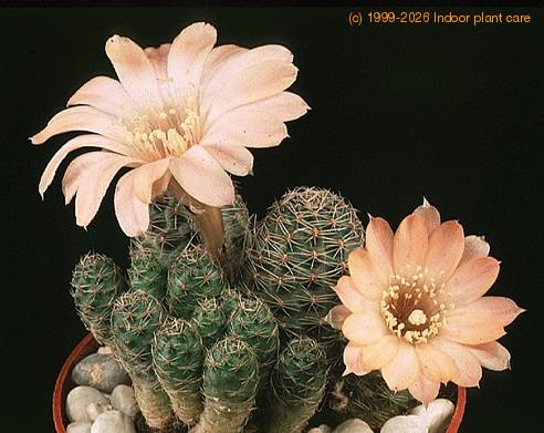 Lobivia pygmaea v haagei-736