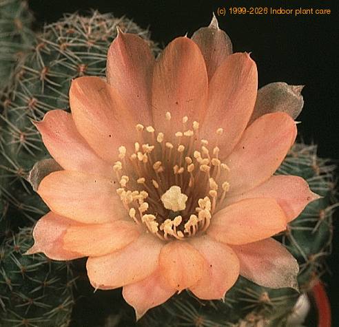 Lobivia pygmaea v haagei-737