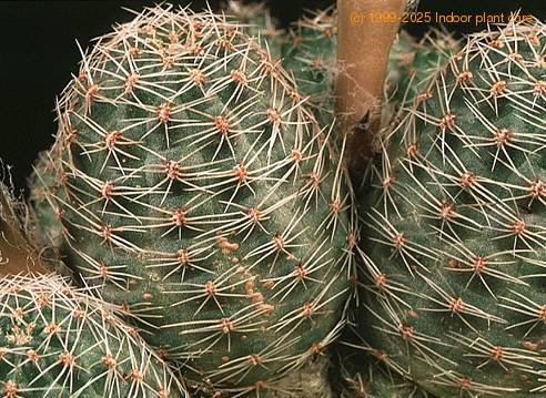 Lobivia pygmaea v haagei-738