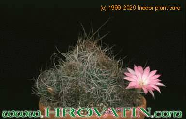 Lobivia wrightiana 229