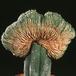 Lobivia wrightiana f. cristata 604