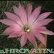 Lobivia wrightiana flower 230