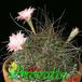 Lobivia wrightiana thorn 370