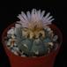 Lophophora fricii
