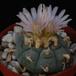 Lophophora fricii PP20107