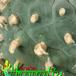 Lophophora fricii thorn 412