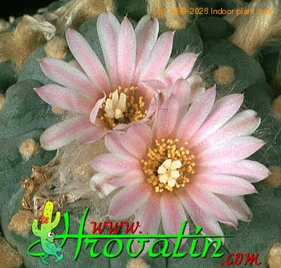 Lophophora fricii v decipiens flower 364
