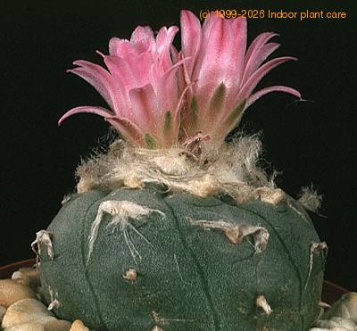 lophophora jourdaniana