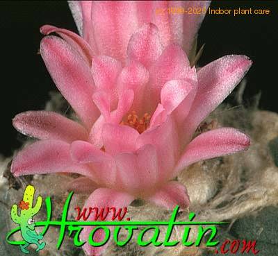 Lophophora jourdaniana flower 417