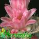 Lophophora jourdaniana flower 417