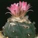 lophophora jourdaniana