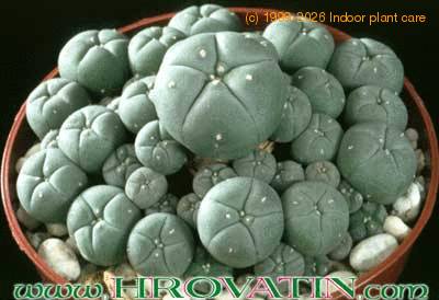 Lophophora pentagona 267