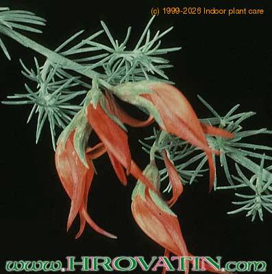 Lotus berthelotii 1852