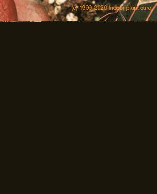 Ludisia discolor leaf 1836