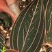 Ludisia discolor leaf 1836