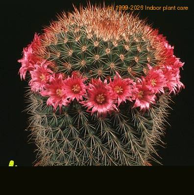 Mammillaria auricoma v spinosissima 641