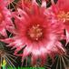 Mammillaria auricoma v spinosissima flower 642