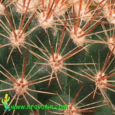 Mammillaria auricoma v spinosissima thorn 643