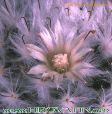 Mammillaria bocasana v multilanata flower 175