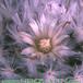 Mammillaria bocasana v multilanata flower 175