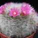 Mammillaria bocasana v. roseiflora