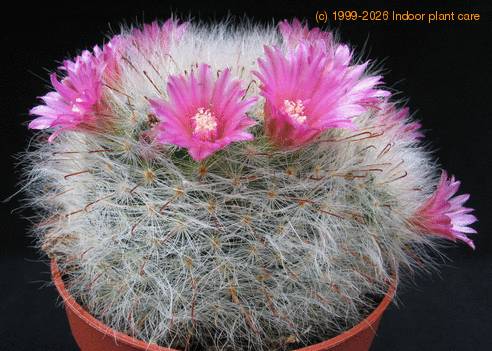 Mammillaria bocasana v. roseiflora