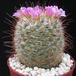 Mammillaria bombycina SIb