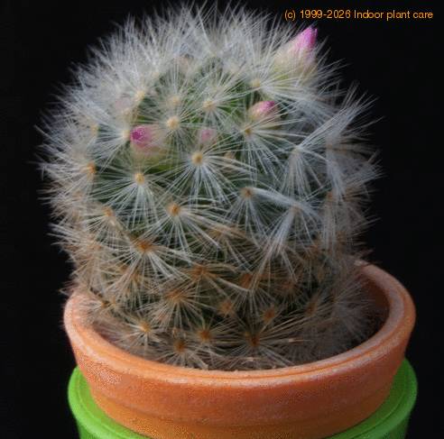 Mammillaria dasiacantha MOP